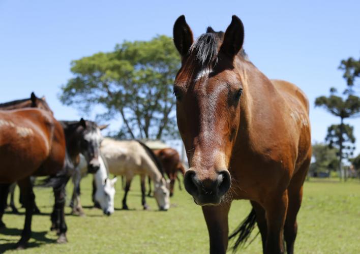 Centro de Produção e Pesquisa de Imunobiológicos recebeu mais de R$ 28 milhões em investimentos nos últimos quatro anos