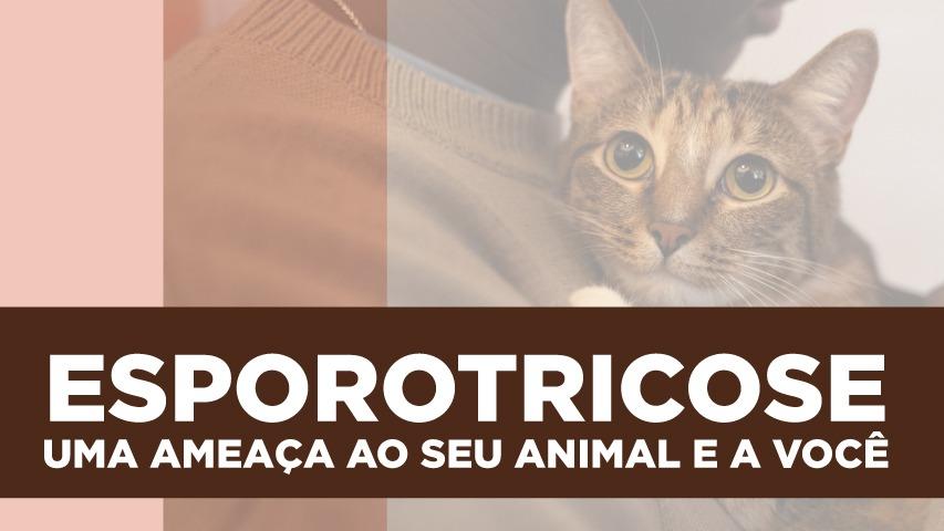 Paraná é o primeiro Estado a oferecer medicamento para tratar animais com esporotricose