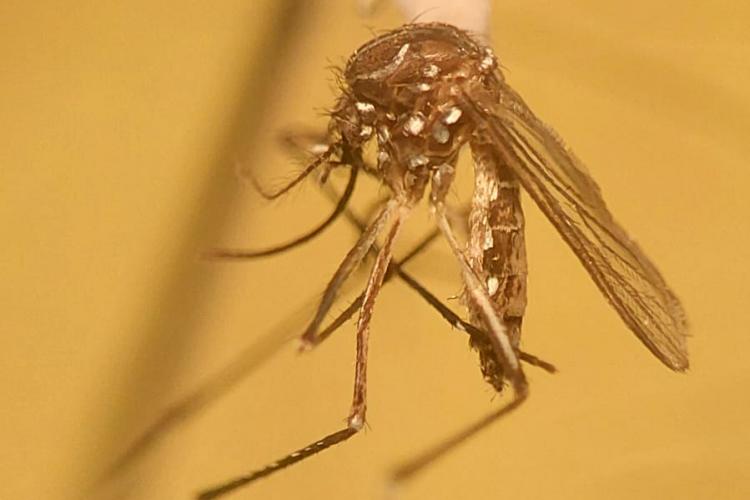 Aedes Aegypti