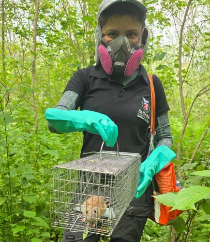 Paraná leva expertise pioneira em hantavirose e peste para apoiar investigação nacional em Alagoas