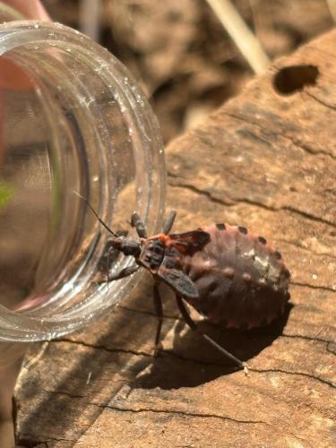 Vigilância e integração entre Estado e municípios fortalecem combate à doença de Chagas