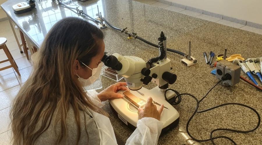 Paraná tem queda de 85% nos casos e de 82% de óbitos por dengue entre janeiro e julho