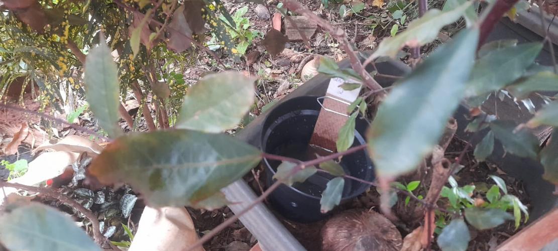 Paraná tem queda de 85% nos casos e de 82% de óbitos por dengue entre janeiro e julho