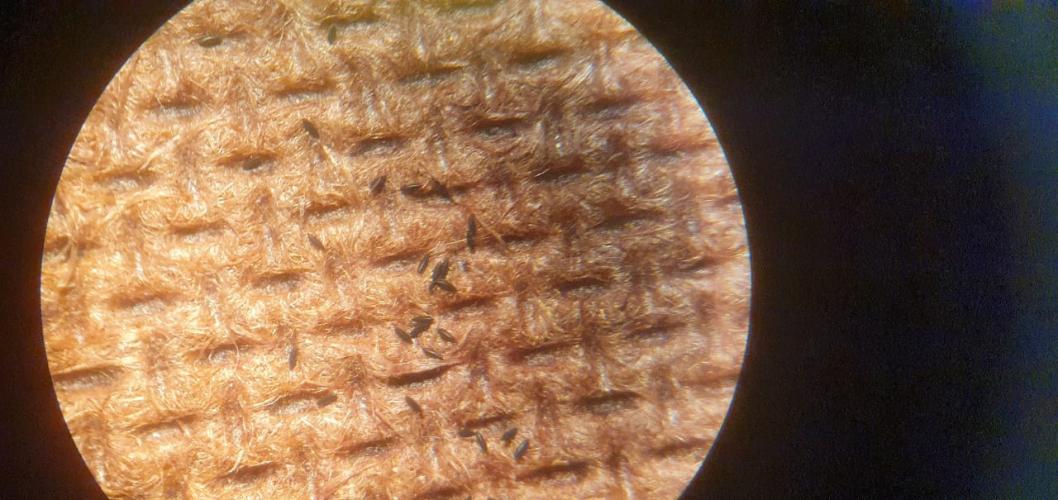 Paraná tem queda de 85% nos casos e de 82% de óbitos por dengue entre janeiro e julho