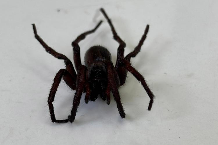 animais peçonhentos