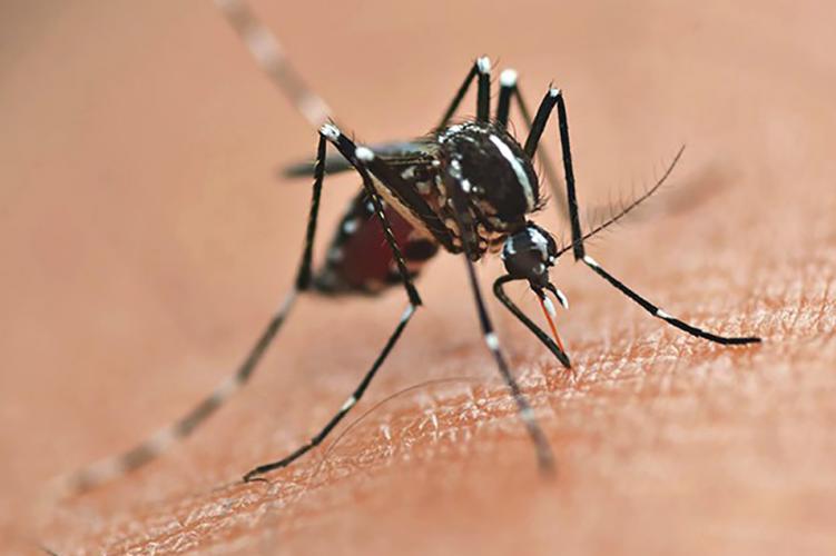 Secretaria da Saúde alerta para prevenção da dengue mesmo com queda de casos no Paraná