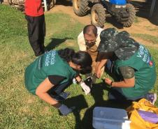 Bloqueio vacinal contra raiva é realizado no Noroeste do Paraná