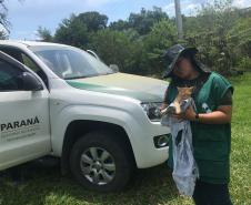 Bloqueio vacinal contra raiva é realizado no Noroeste do Paraná