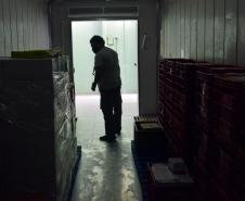 Paraná recebeu neste sábado mais 240,4 mil doses da vacina contra a Covid-19