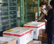 Estado distribui mais 205 mil vacinas contra a Covid-19; veja divisão por regional
