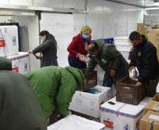 Paraná recebe novo lote com 244,8 mil vacinas contra a Covid-19