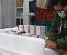 Novo lote com 114 mil vacinas contra a Covid-19 chega ao Paraná