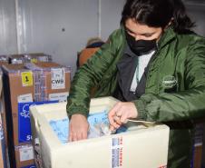 Paraná recebe 127,5 mil vacinas contra a Covid-19