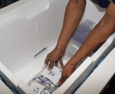 Estado distribui 445.388 vacinas contra a Covid-19 e 49.750 medicamentos para intubação; veja divisão