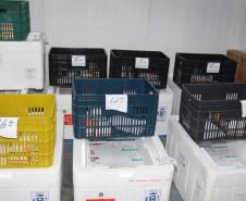 Mais de meio milhão de vacinas contra a Covid-19 serão distribuídas nesta sexta-feira