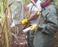 Sesa realiza ação de prevenção e controle da hantavirose em Guarapuava