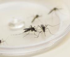 Estado estabelece frente de combate à dengue com ações efetivas em todo o Paraná