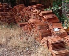 Captura anual de 45 mil aranhas-marrons viabiliza 15 mil ampolas de antiveneno no Paraná
