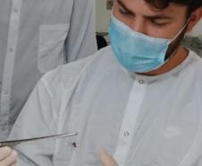 Captura anual de 45 mil aranhas-marrons viabiliza 15 mil ampolas de antiveneno no Paraná