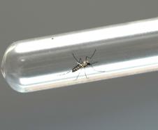 Período epidemiológico 2022/2023 da dengue termina com 135 mil casos e 108 mortes