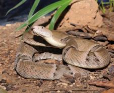 Após aumento de ocorrências, Saúde alerta para cuidados com animais peçonhentos