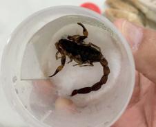 Após aumento de ocorrências, Saúde alerta para cuidados com animais peçonhentos