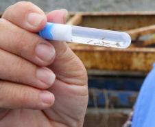 Dia D: Estado vai apoiar municípios na mobilização contra a dengue neste sábado