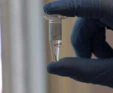 Biofábrica Wolbachia: Londrina e Foz do Iguaçu terão nova tecnologia de combate à dengue