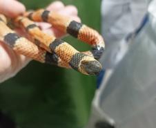 Saúde monitora serpentes no Estado e garante soro que neutraliza ação do veneno