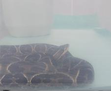 Saúde monitora serpentes no Estado e garante soro que neutraliza ação do veneno
