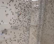Biofábrica Wolbachia: Londrina e Foz do Iguaçu terão nova tecnologia de combate à dengue