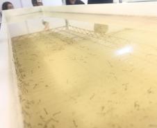 Método Wolbachia: Paraná solta mosquitos na inauguração da biofábrica em Foz do Iguaçu
