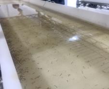 Método Wolbachia: Paraná solta mosquitos na inauguração da biofábrica em Foz do Iguaçu