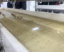 Método Wolbachia: Paraná solta mosquitos na inauguração da biofábrica em Foz do Iguaçu