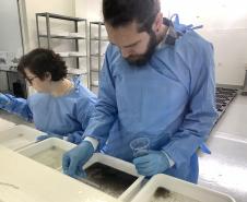 58 milhões de wolbitos devem ajudar Londrina no combate à dengue e arboviroses