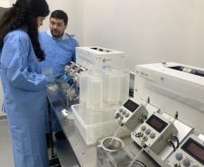 58 milhões de wolbitos devem ajudar Londrina no combate à dengue e arboviroses