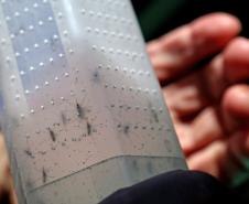 Combate à dengue: Londrina e Foz do Iguaçu vão soltar 4 milhões de Wolbitos na semana
