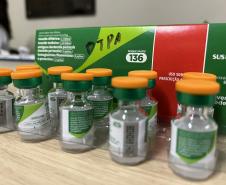 Com aumento de casos de coqueluche, Saúde reforça importância da vacinação