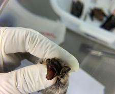 Alerta morcegos