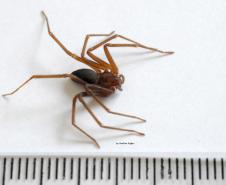 Com nova obra, Centro de Imunobiológicos voltará a produzir soro para aranha-marrom