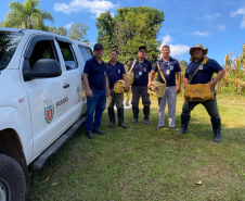 Produção de soro: unidade do Paraná recebe 2,5 mil aranhas para extração do veneno