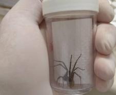 Com nova obra, Centro de Imunobiológicos voltará a produzir soro para aranha-marrom