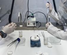 Produção de soro: unidade do Paraná recebe 2,5 mil aranhas para extração do veneno