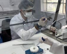 Produção de soro: unidade do Paraná recebe 2,5 mil aranhas para extração do veneno