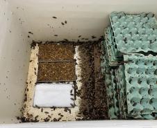 Produção de soro: unidade do Paraná recebe 2,5 mil aranhas para extração do veneno