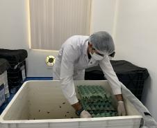 Produção de soro: unidade do Paraná recebe 2,5 mil aranhas para extração do veneno