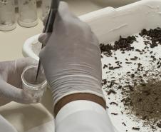 Produção de soro: unidade do Paraná recebe 2,5 mil aranhas para extração do veneno