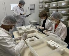 Produção de soro: unidade do Paraná recebe 2,5 mil aranhas para extração do veneno