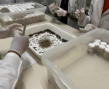 Produção de soro: unidade do Paraná recebe 2,5 mil aranhas para extração do veneno