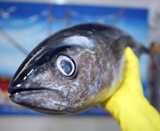 Saúde faz recomendações sobre o consumo de pescados na Semana Santa